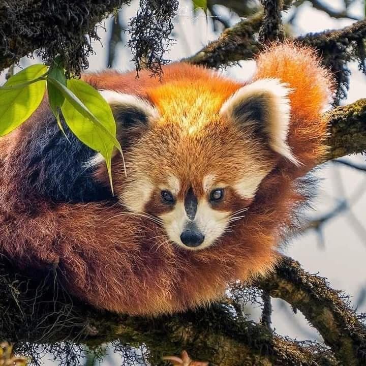 red panda